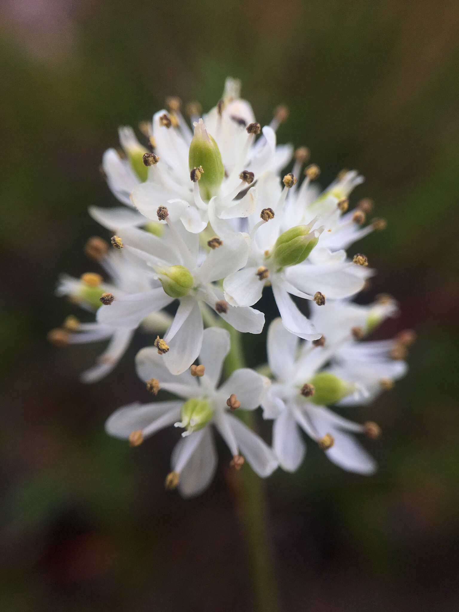 Image of western false asphodel