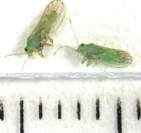 Image of Jumping plant lice