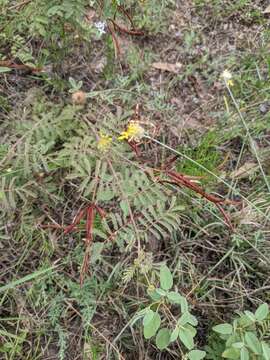 Desmanthus velutinus Scheele resmi