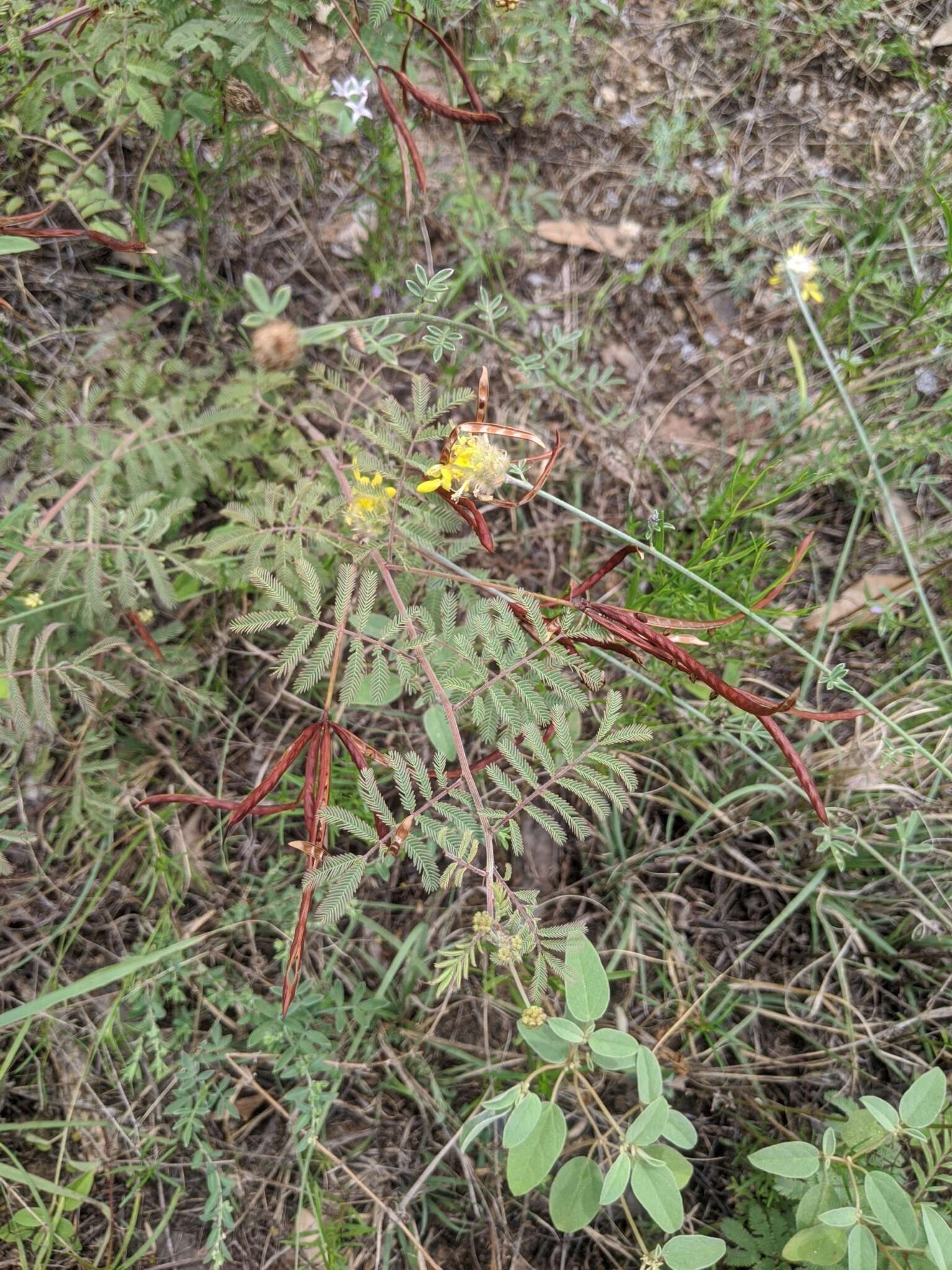 Desmanthus velutinus Scheele resmi