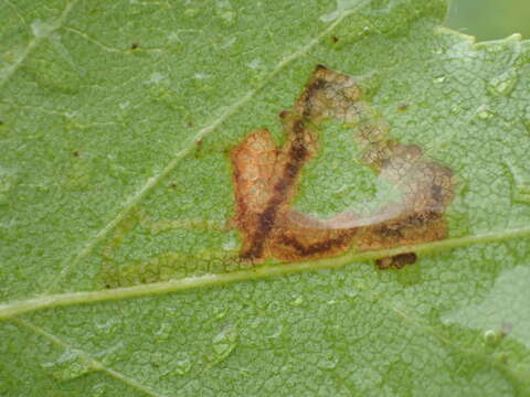 Image of Stigmella lapponica (Wocke 1862) Fletcher et al. 1945