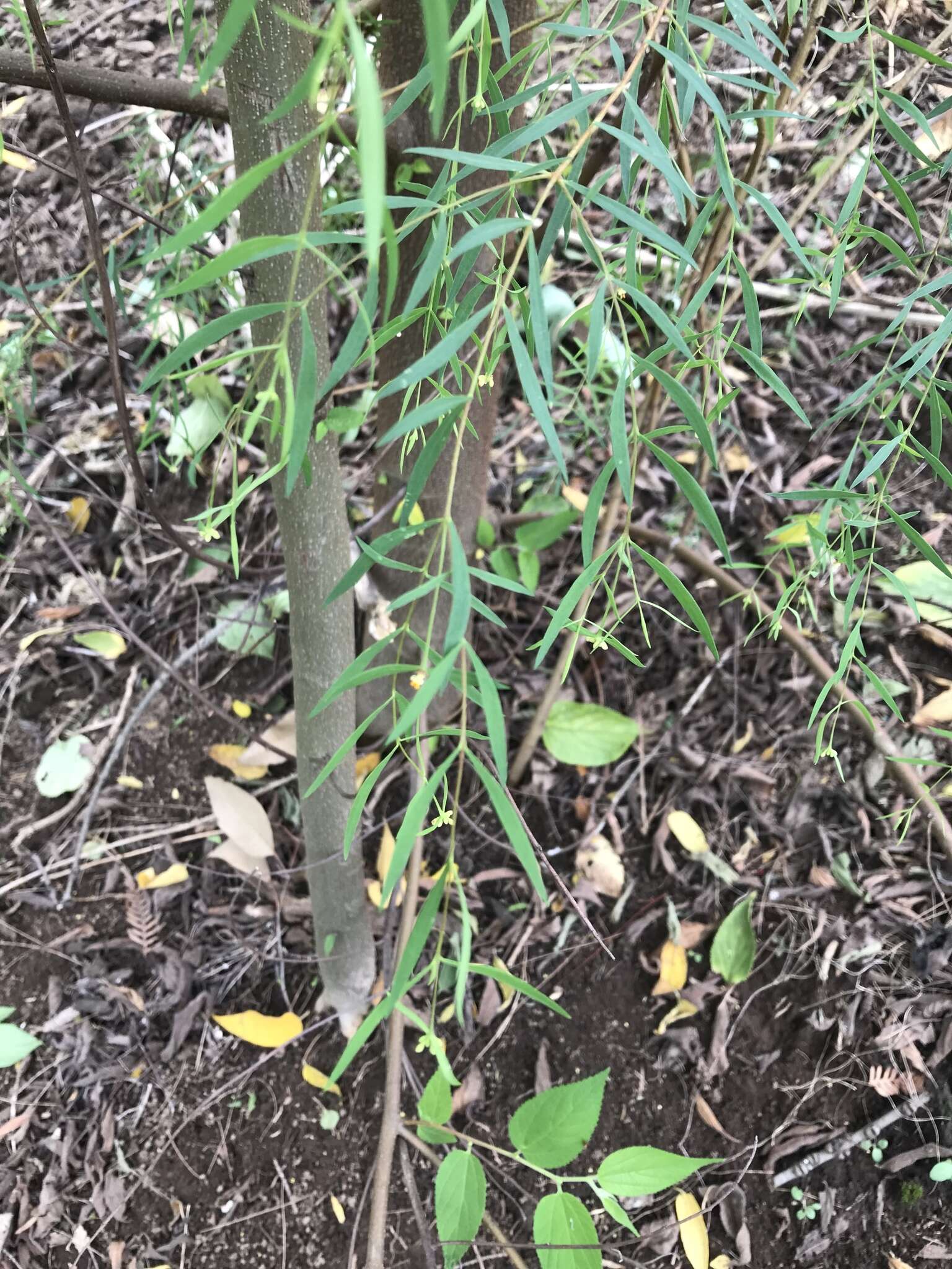 Image of Pimelea neoanglica S. Threlfall