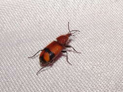 Panagaeus (Hologaeus) fasciatus Say 1823的圖片