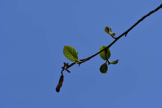 Image of Alnus acuminata subsp. arguta (Schltdl.) Furlow