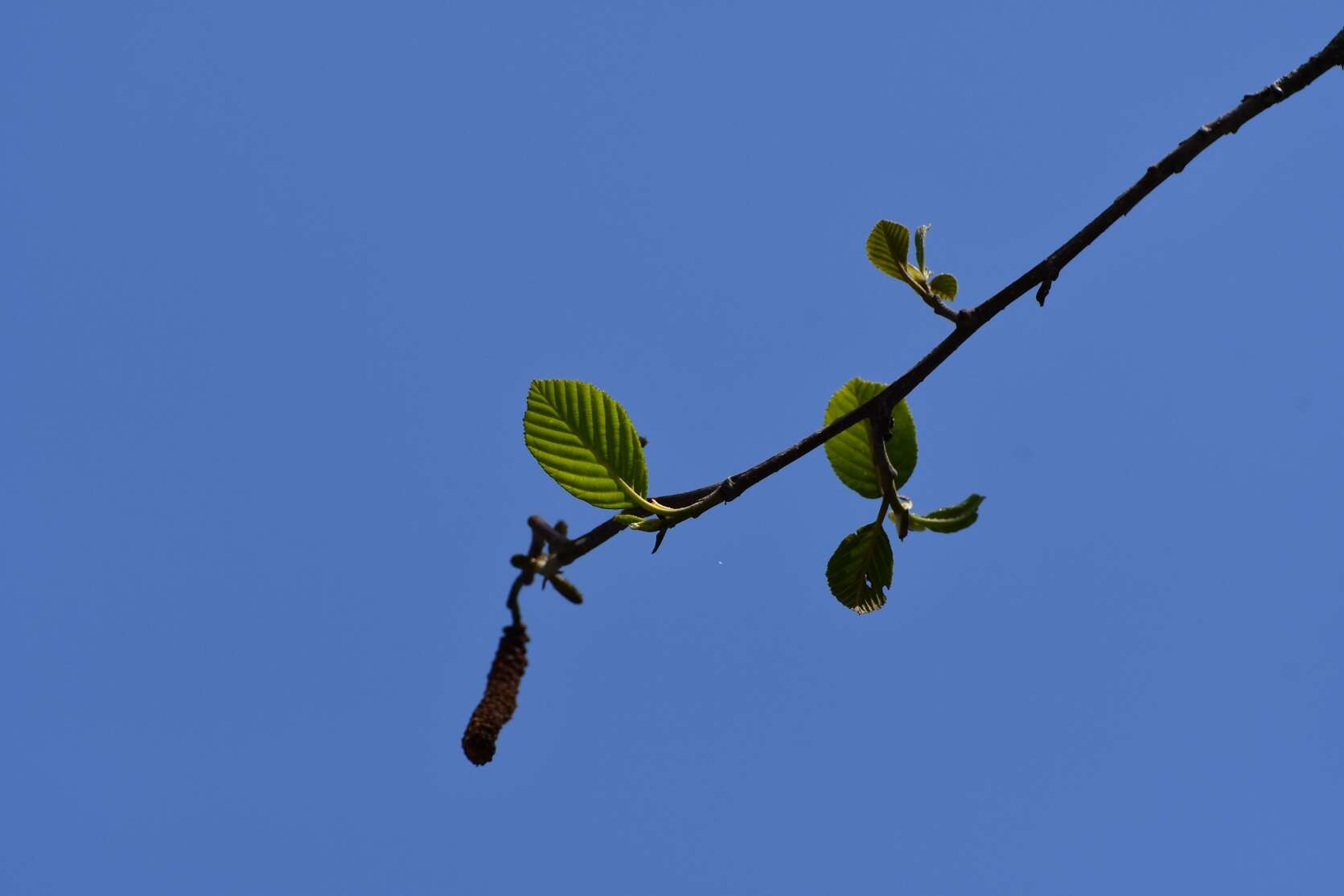 Image of Alnus acuminata subsp. arguta (Schltdl.) Furlow