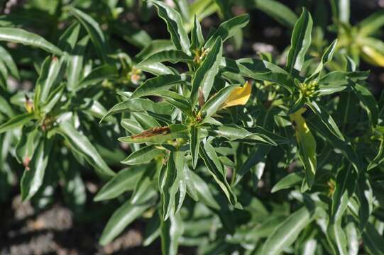 Image of Jatropha capensis (L. fil.) Sond.