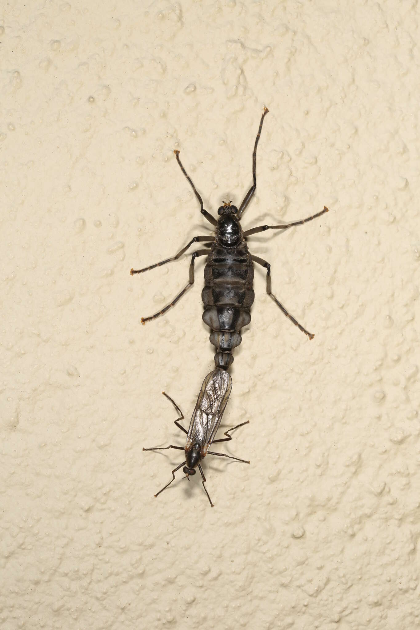 Image of Boreoides subulatus Hardy 1920