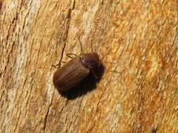 Image of furniture beetle