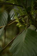 صورة Gymnostachyum latifolium (Dalz.) T. Anders.