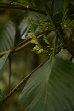 Gymnostachyum latifolium (Dalz.) T. Anders. resmi