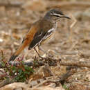 Cercotrichas leucophrys brunneiceps (Reichenow 1891)的圖片