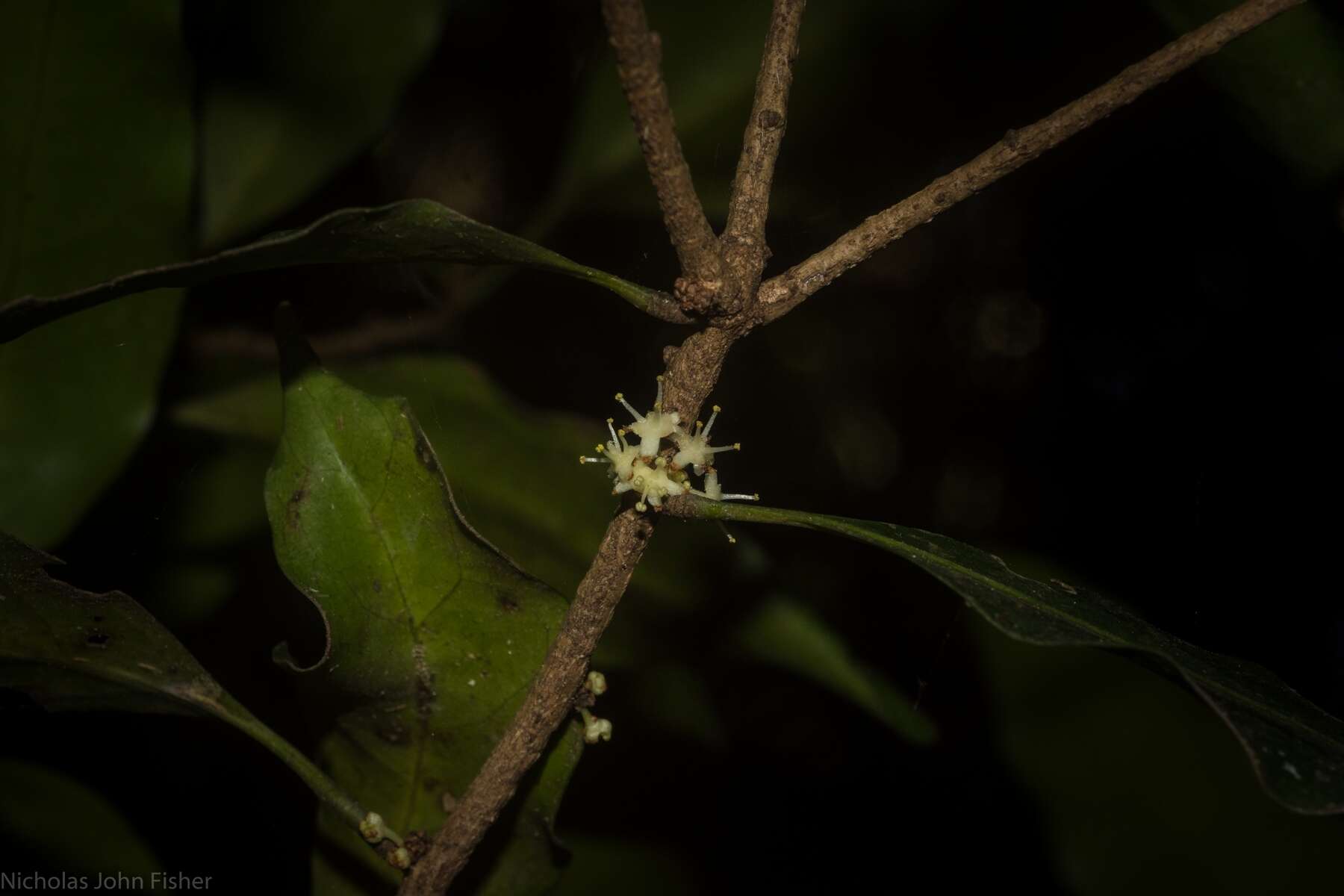 Imagem de Actephila lindleyi (Steud.) Airy Shaw