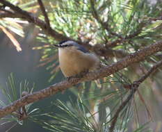 Image of Chinese Nuthatch