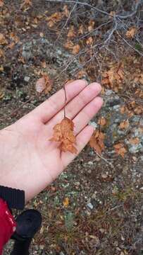 Image of Eastern Hornbeam