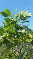 Image of bigflower pawpaw