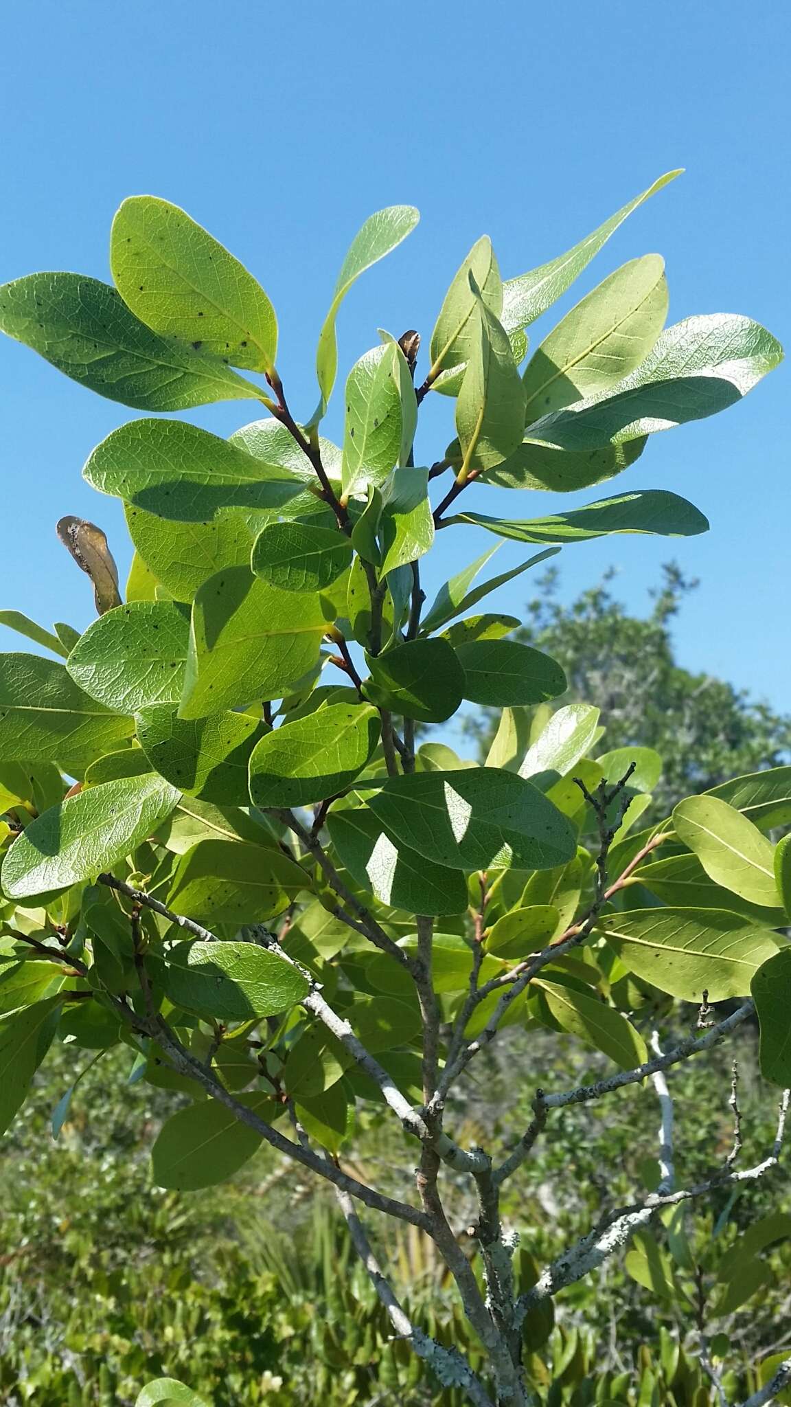 Image of bigflower pawpaw