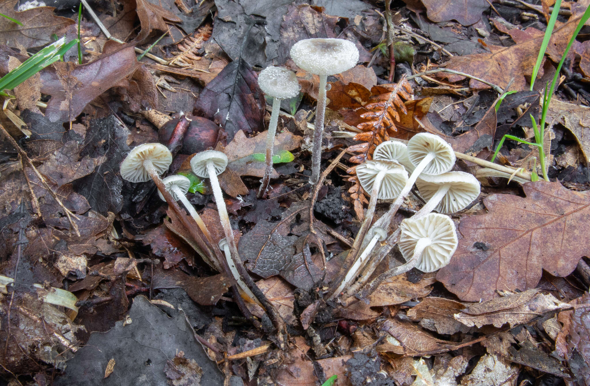 Image of Rhizomarasmius undatus (Berk.) R. H. Petersen 2000