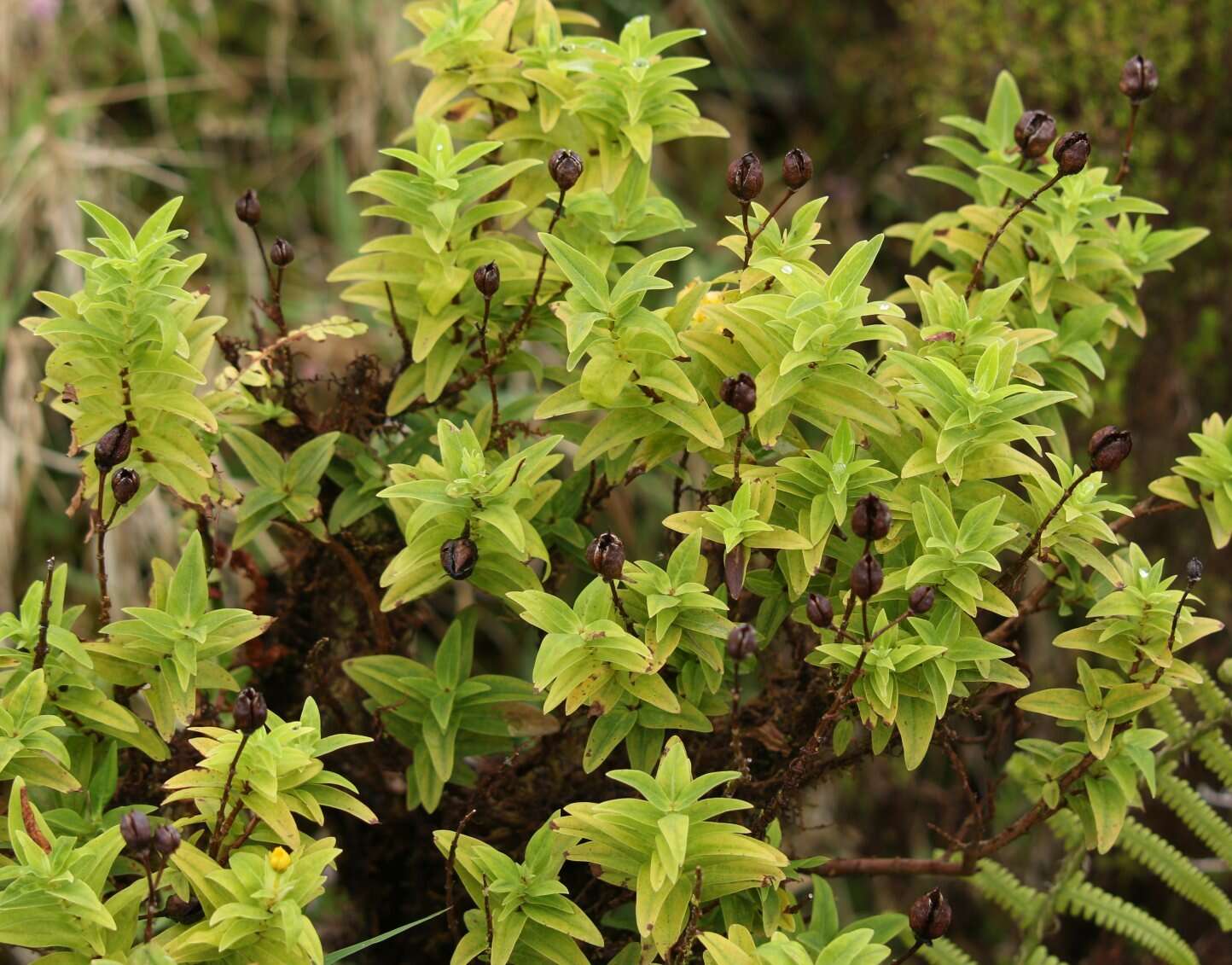 Image of Hypericum foliosum Dryand. ex Ait.