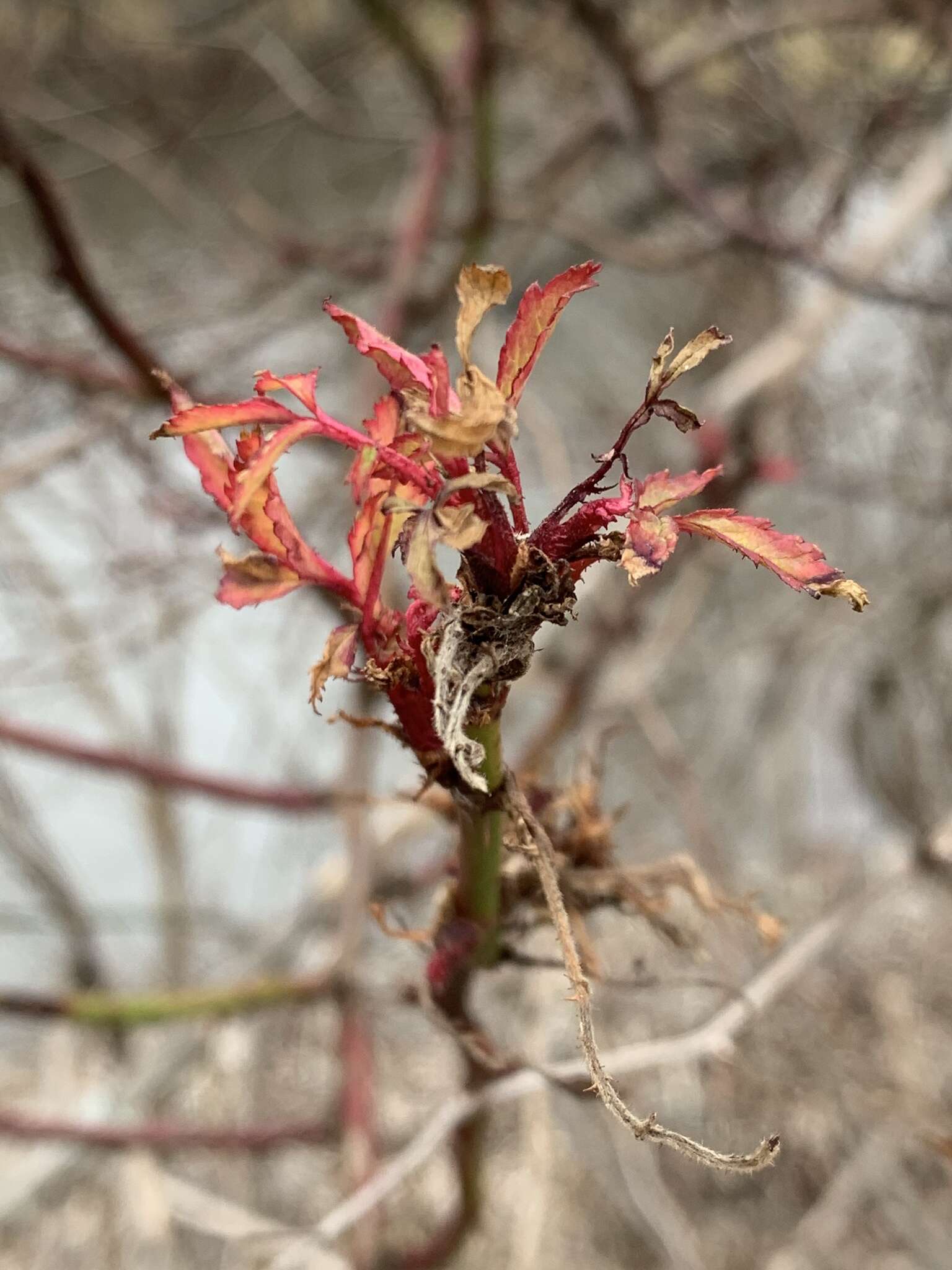 Image de Rose rosette emaravirus