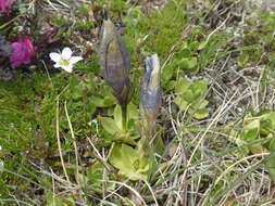 Image of Gentiana alpina Vill.