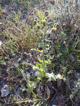 Imagem de Crepis marschallii (C. A. Mey.) Sch. Bip.