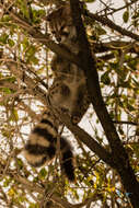 Image of Blotched Genet