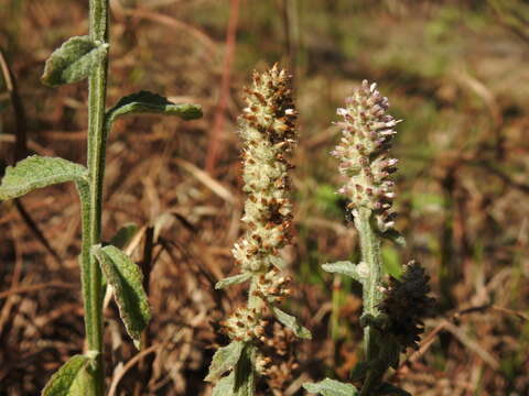 Plancia ëd Pterocaulon redolens