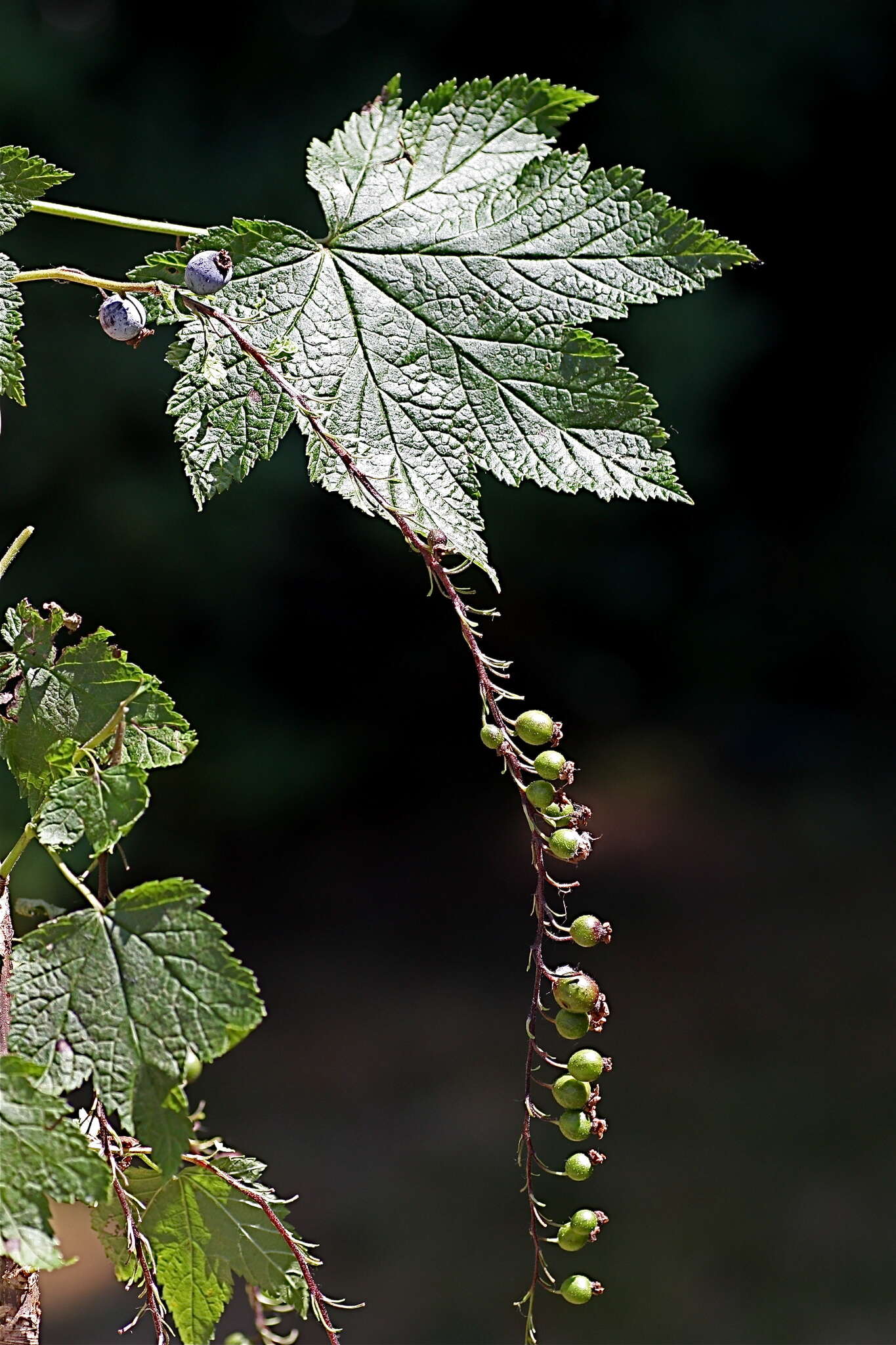 Sivun Ribes bracteosum Dougl. ex Hook. kuva