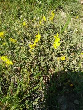 Image of Helianthemum stipulatum (Forsk.) C. Chr.