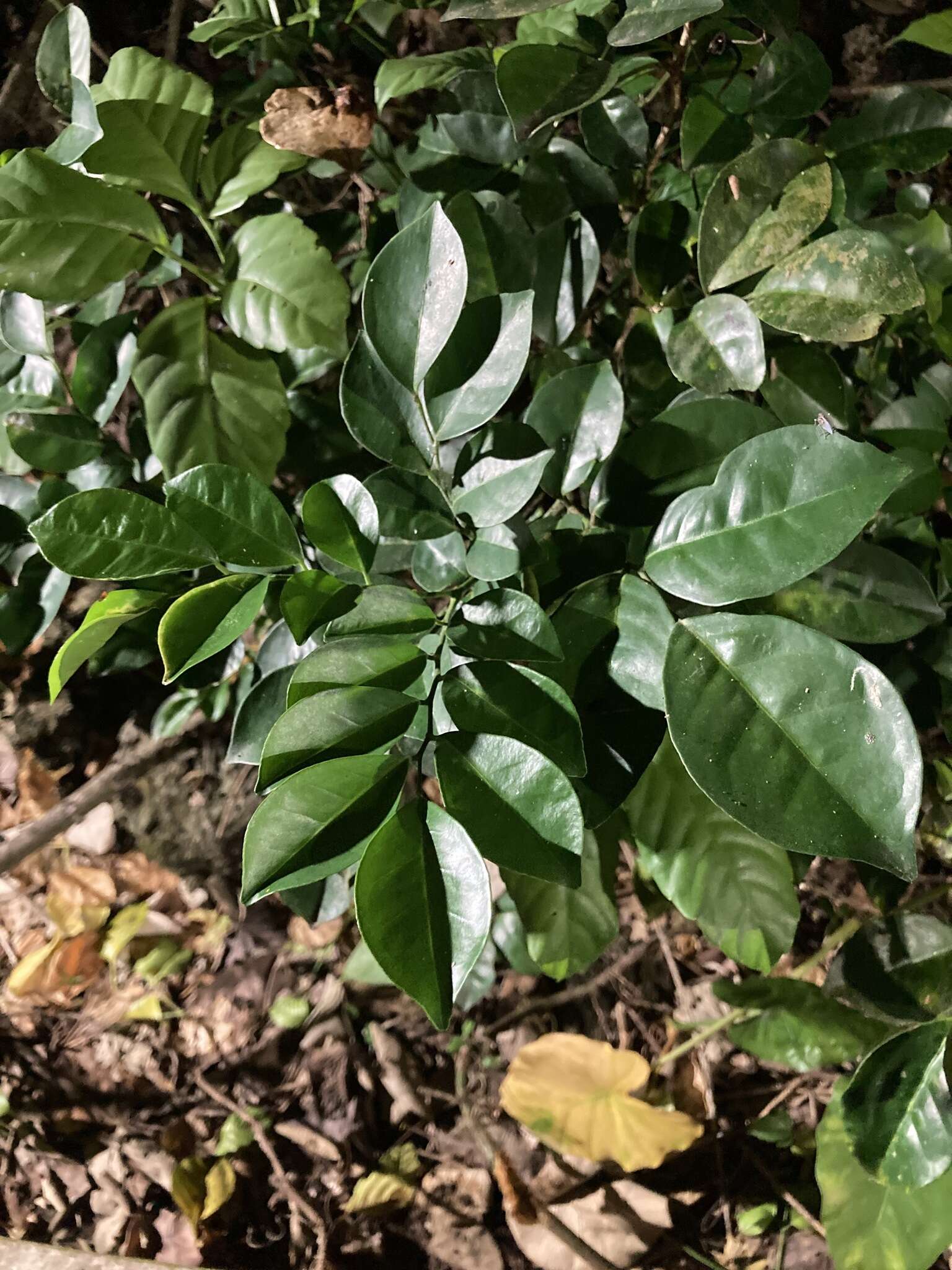 Image de Murraya paniculata (L.) Jacq.