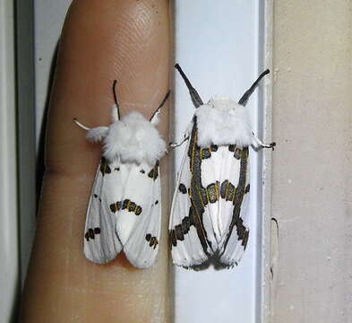 صورة Euerythra trimaculata Smith 1887