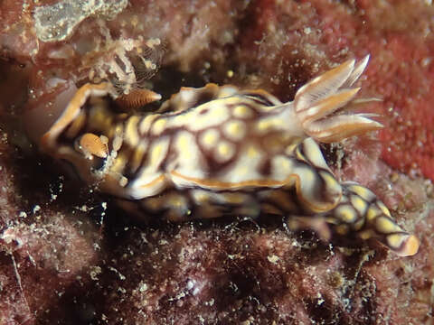 Image of Orange edge khaki slug