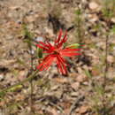 صورة Silene laciniata subsp. laciniata