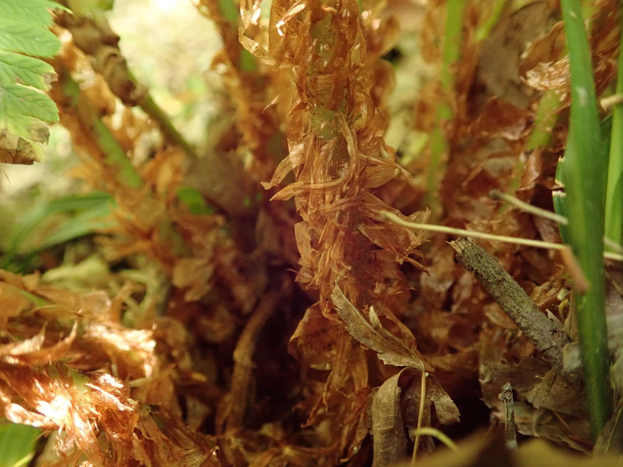 Image de Dryopteris lacera (Thunb.) Ktze.