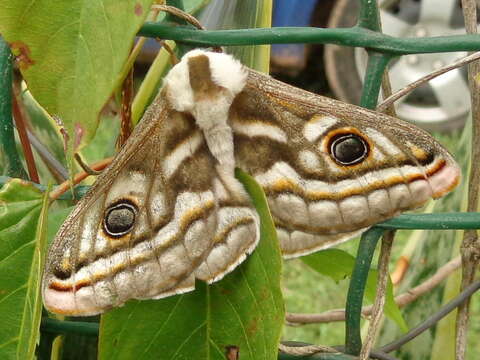 Image of Southern Marbled Emperor