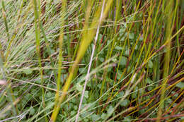 Image of Centella callioda (Cham. & Schltdl.) Drude