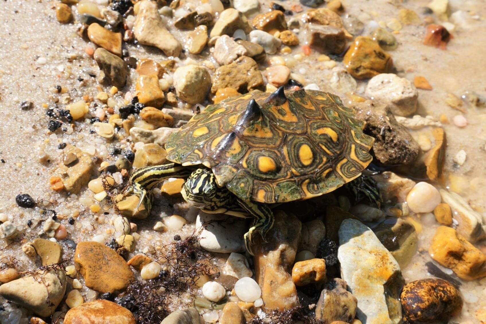 Image of Yellow Blotched Sawback