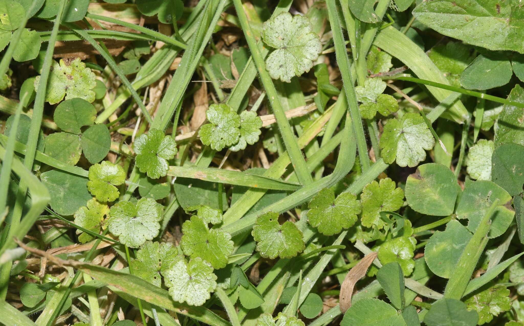 Image of Hydrocotyle microphylla A. Cunn.