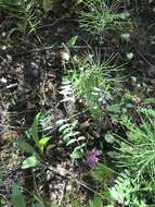 Image of Robbins' milkvetch