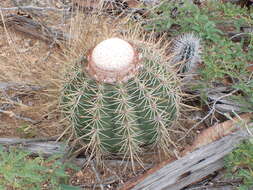 Image of Melocactus macracanthos (Salm-Dyck) Link & Otto