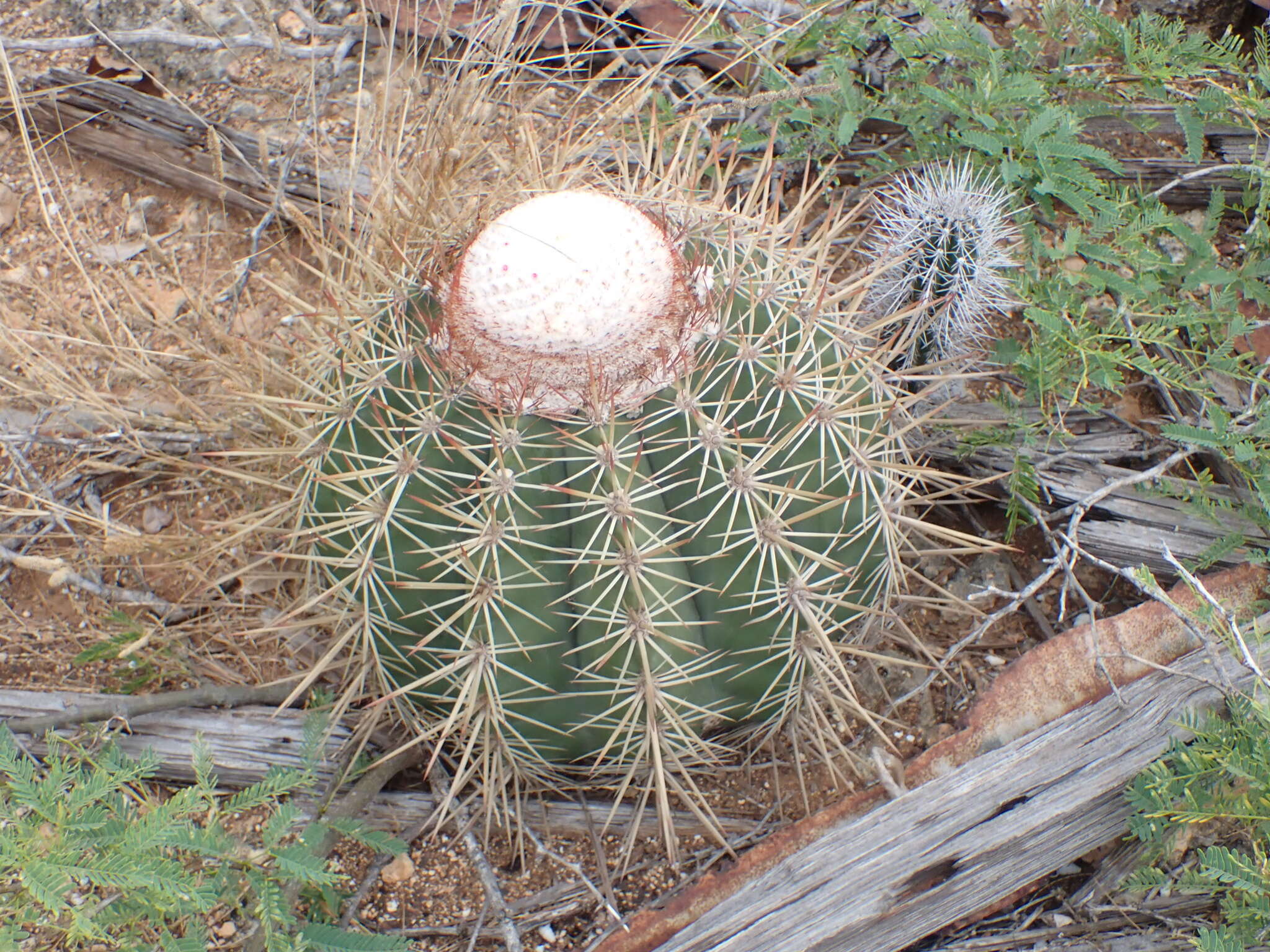 Image of Melocactus macracanthos (Salm-Dyck) Link & Otto