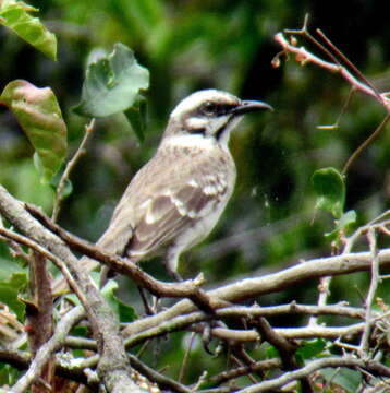 Image of Mimus longicaudatus albogriseus Lesson & R 1844