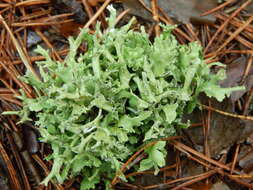 Image of Cladonia turgida Ehrh. ex Hoffm.