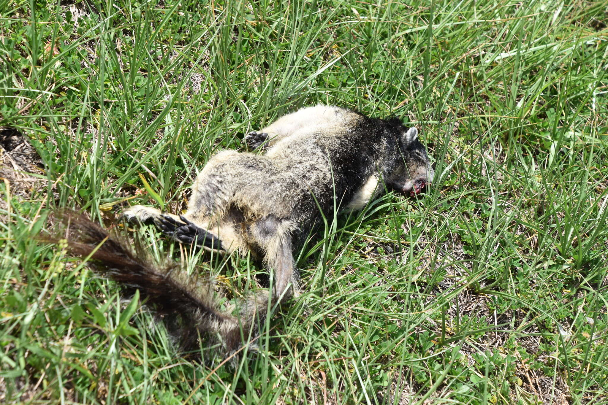 Image of Sherman's fox squirrel