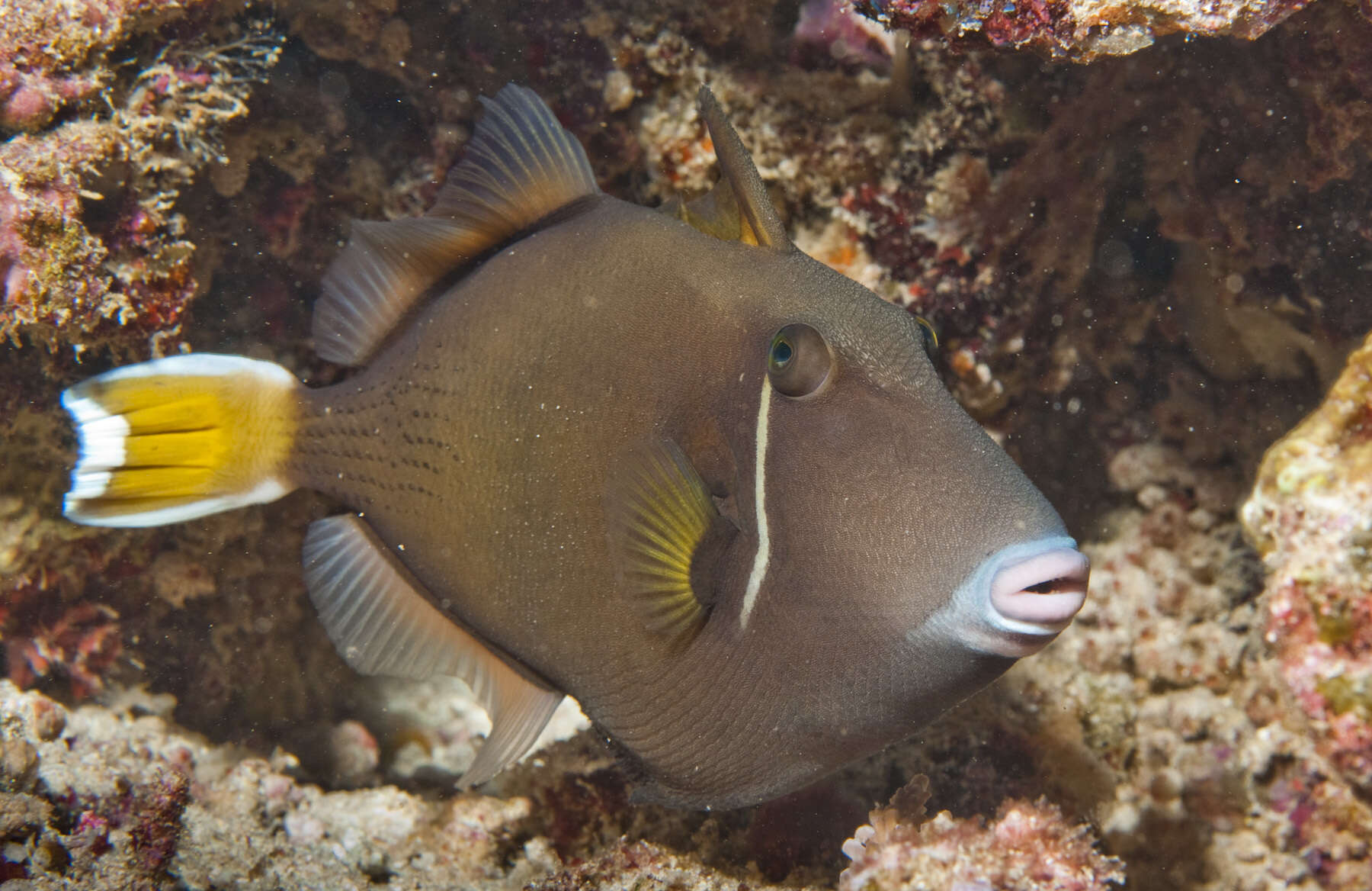 Image of Halfmoon triggerfish