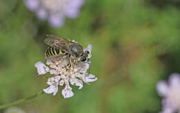 Image of Bembix tarsata Latreille 1809