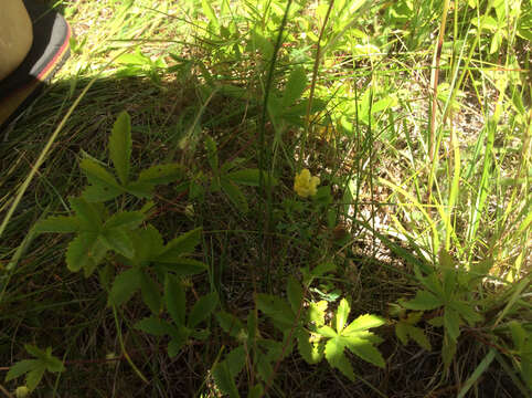 Plancia ëd Trifolium aureum Pollich