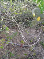 Image of Cuban tangle