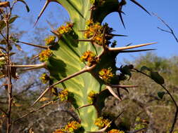 Euphorbia grandicornis Blanc resmi