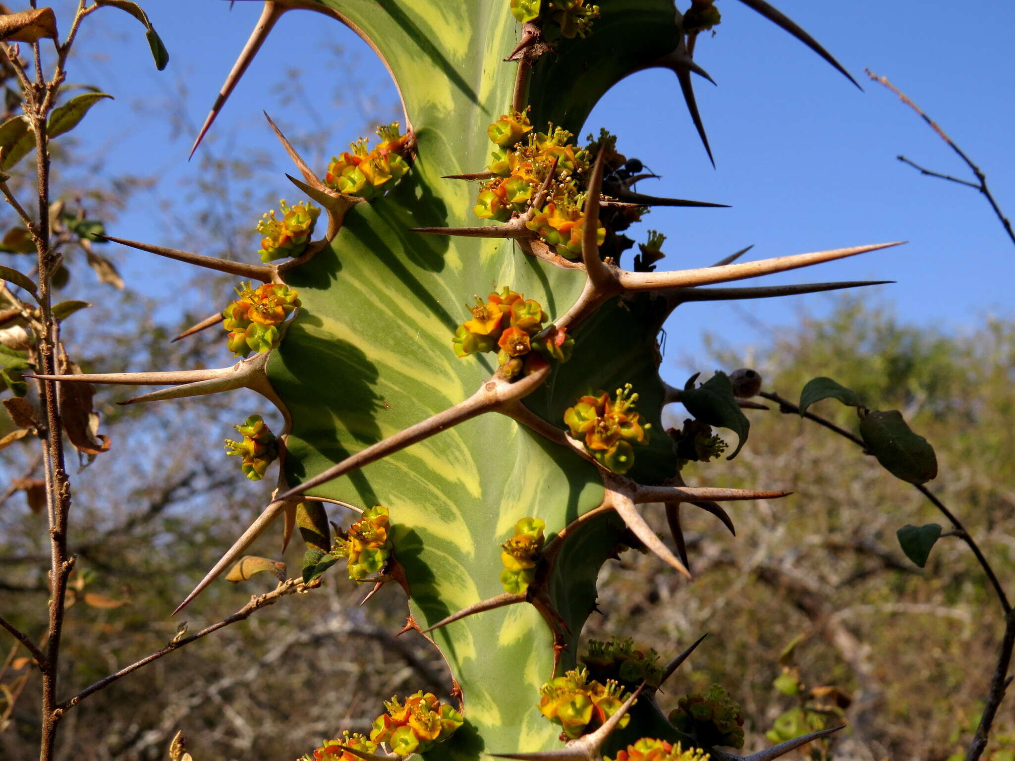 Image of Bigthorn Euphorbia